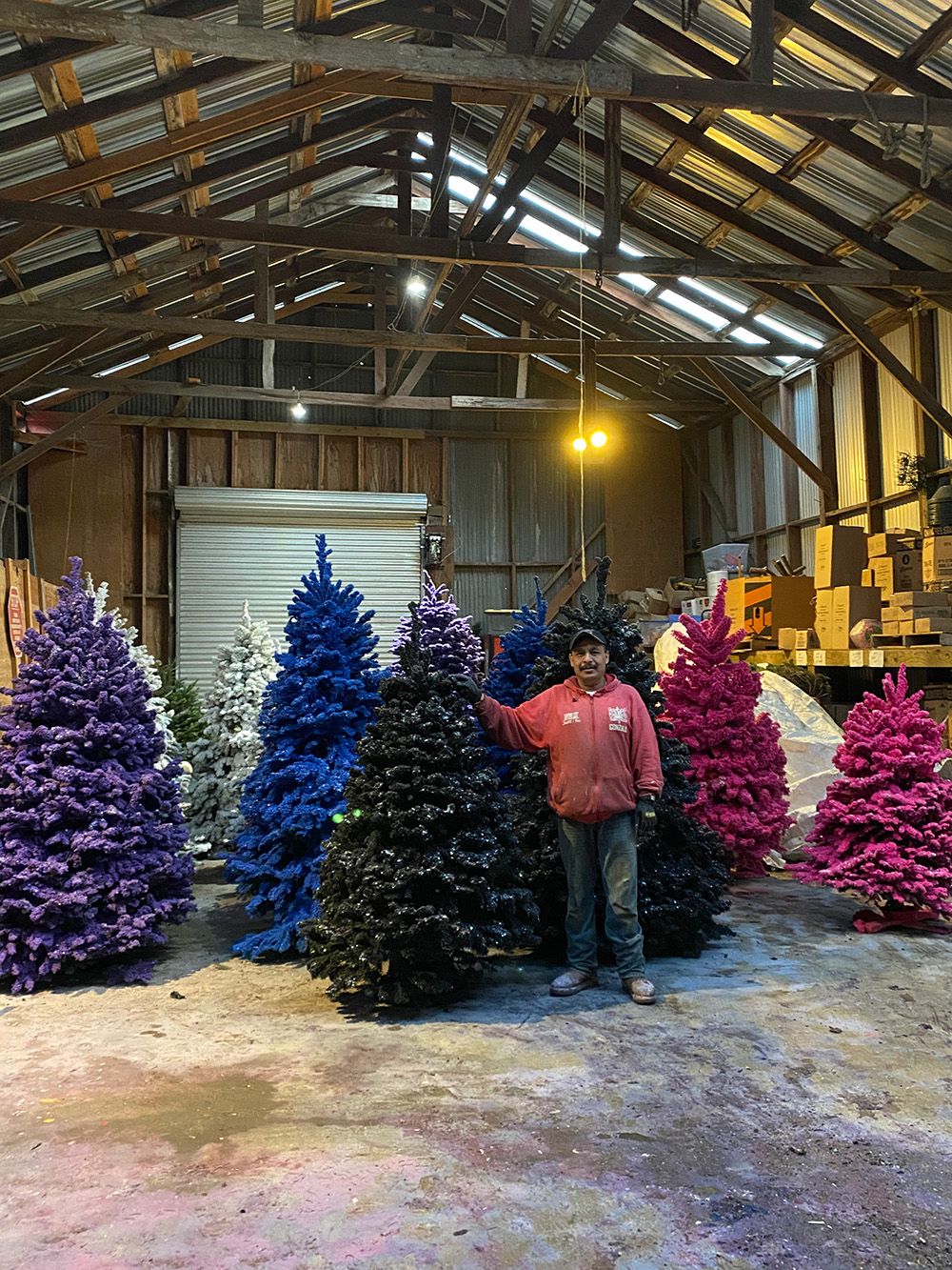 hispanic farm worker standing in front of trees flocked in purple, blue, and magenta