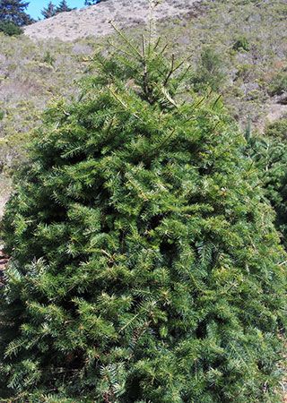 douglas fir christmas tree
