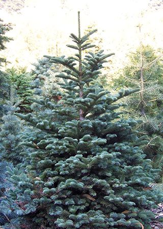 noble fir christmas tree