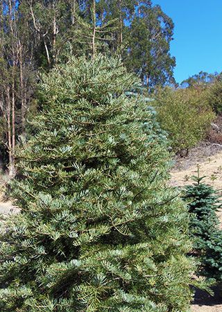 concolor (white) fir christmas tree