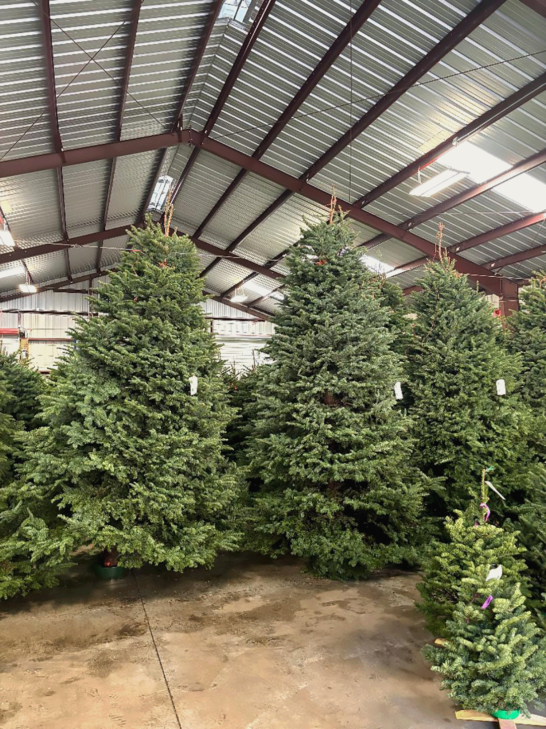 cut trees in barn