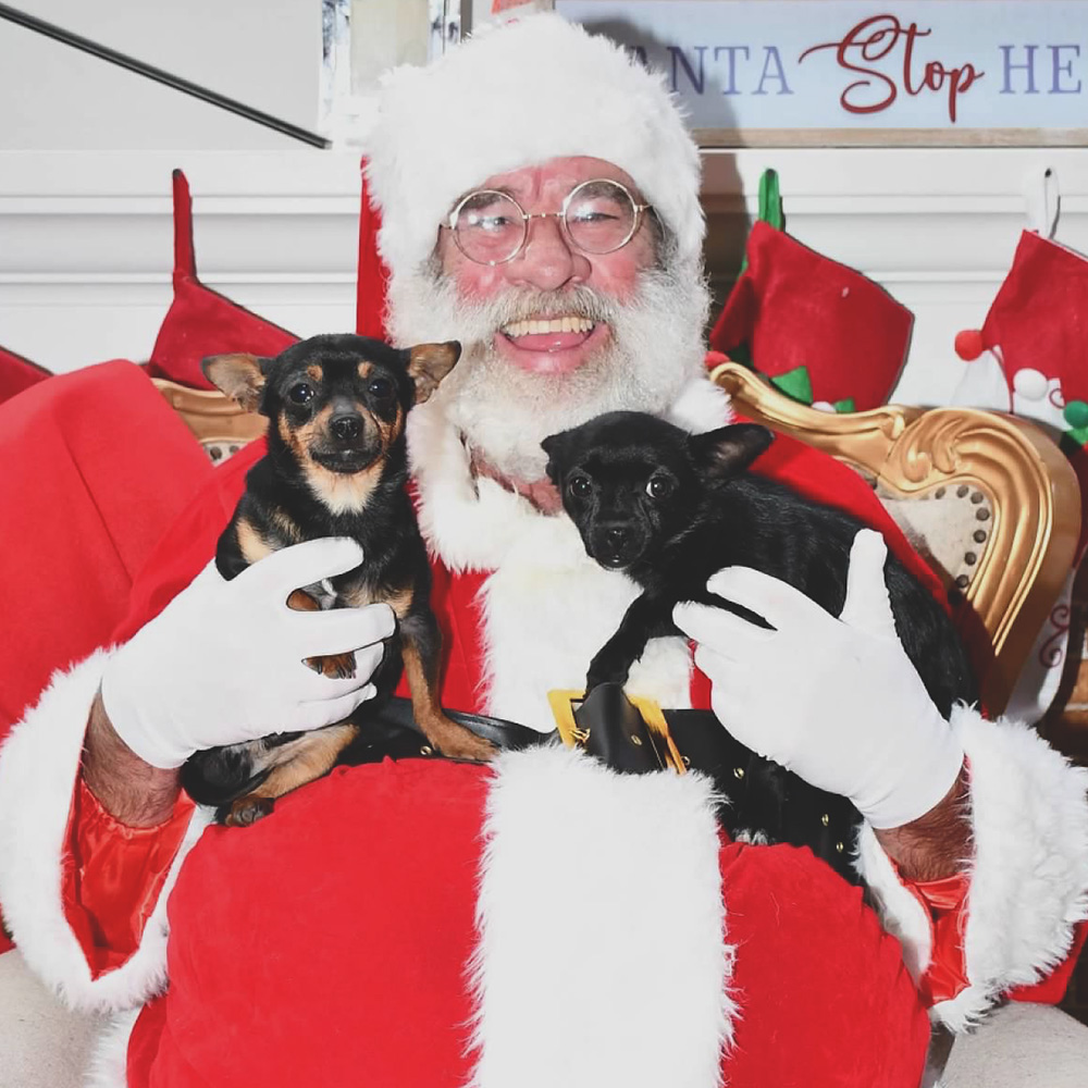 smiling santa seated holding two chihuahuas in his lap