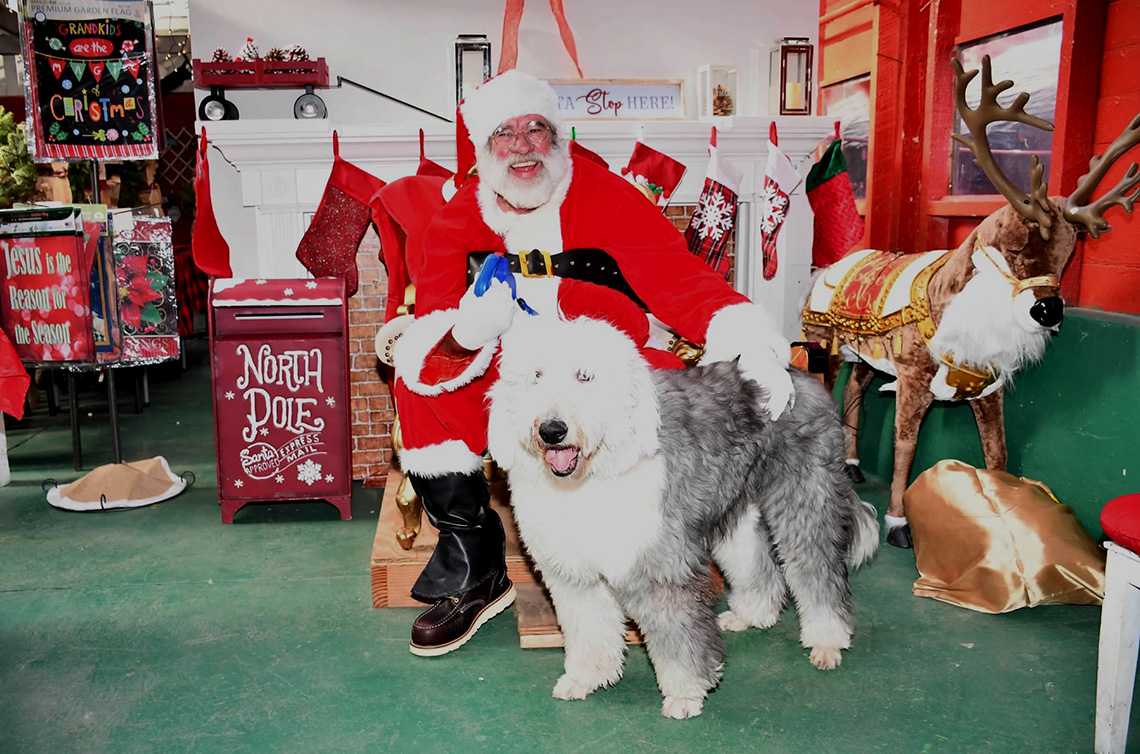 santa with a large gray and white sheepdog