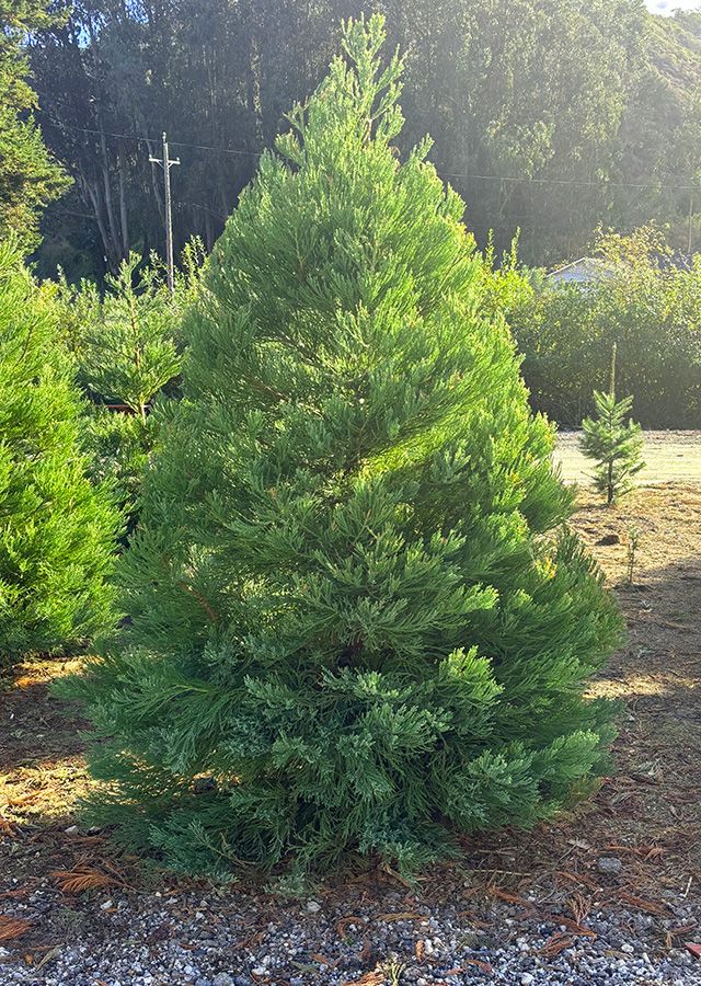 redwood tree