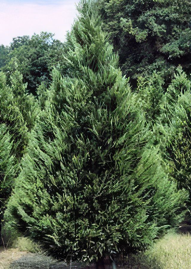 leyland cypress