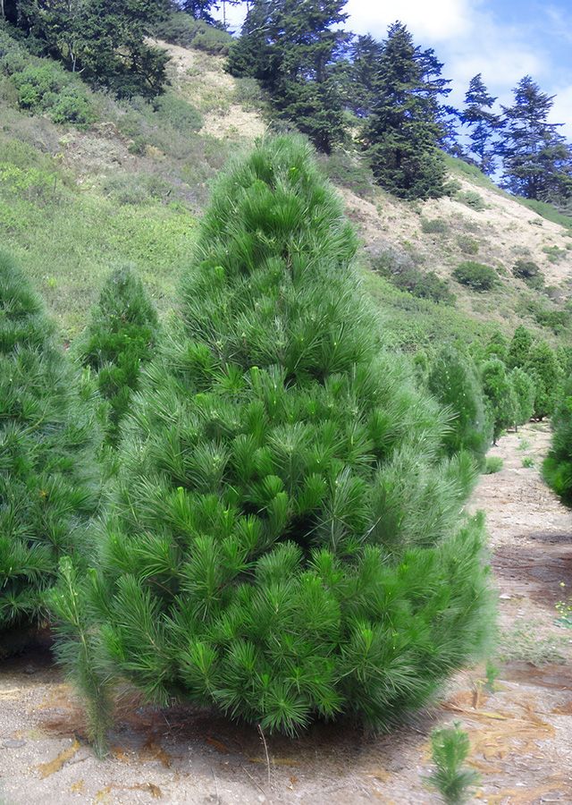 monterey pine