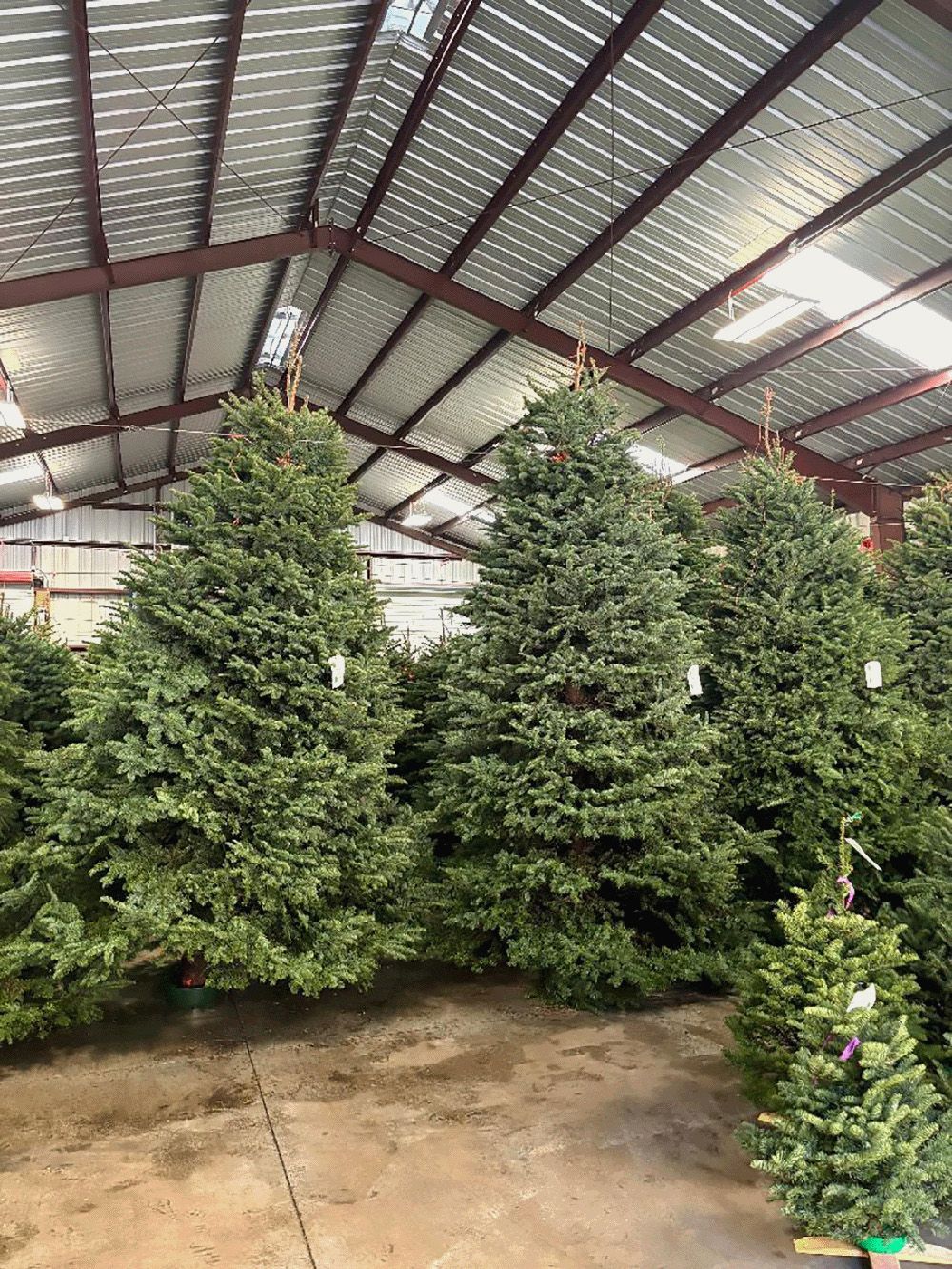 tall pre-cut noble firs in barn.